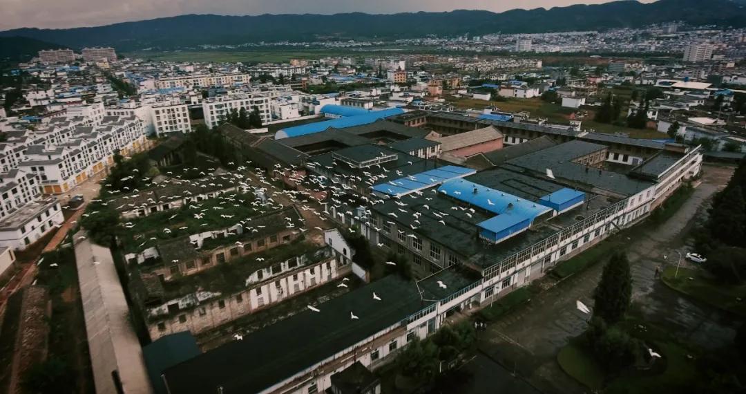 龙润茶大金芽1958,龙润大金芽好茶