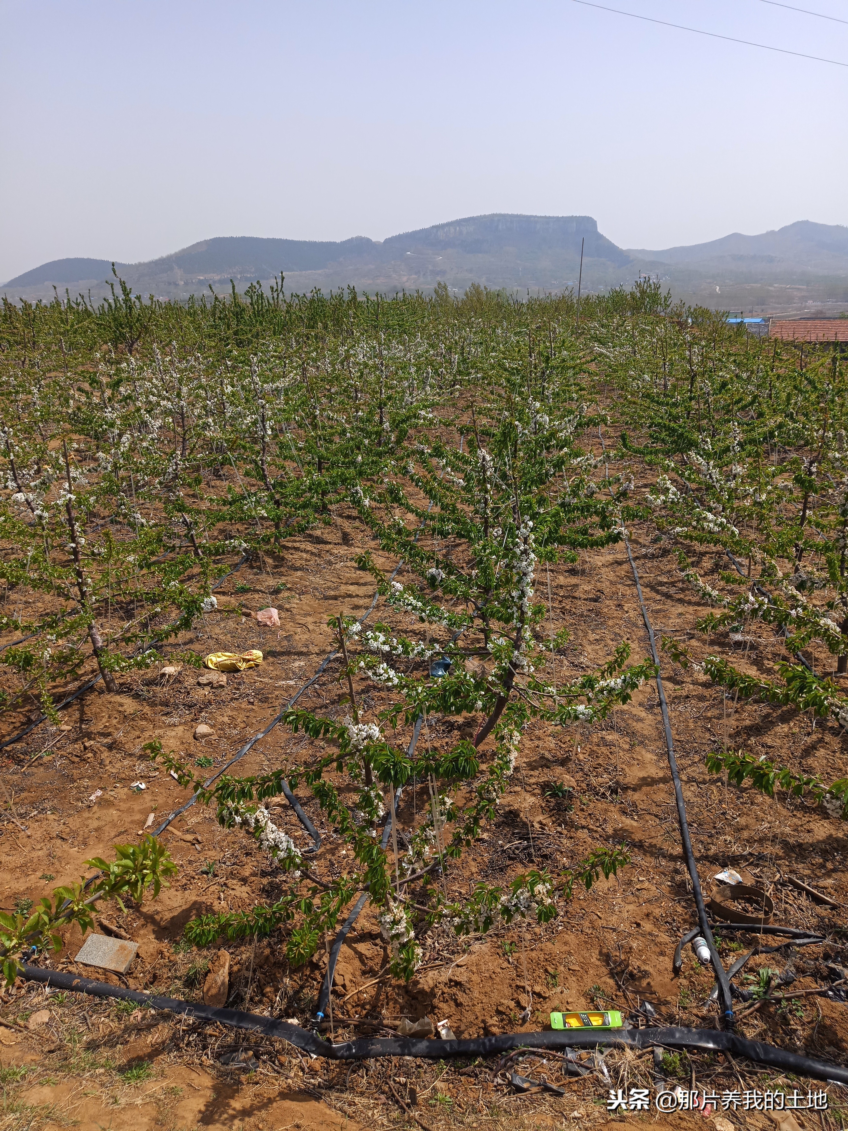 大樱桃怎么种植成活率高,栽植大樱桃怎么提高成活率
