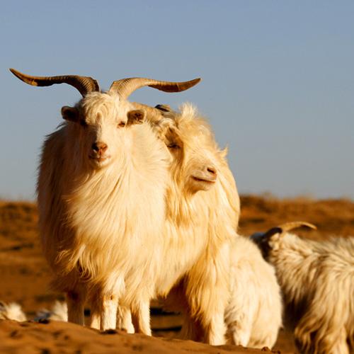 羊反复咳嗽一直不好，下面两个方法帮助你？