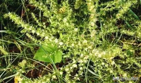 荒漠发现的生物,新疆戈壁滩常见低矮植物