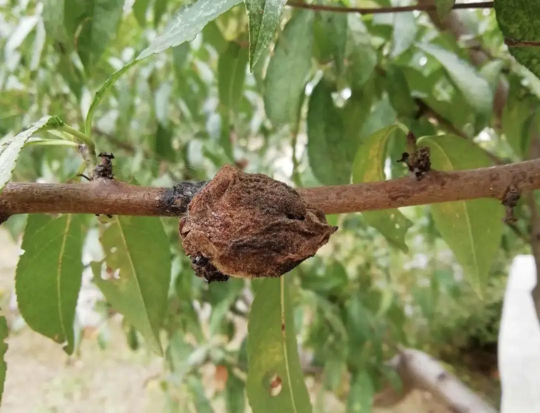 桃树果实病害图片大全,桃树几种常见病虫害图片