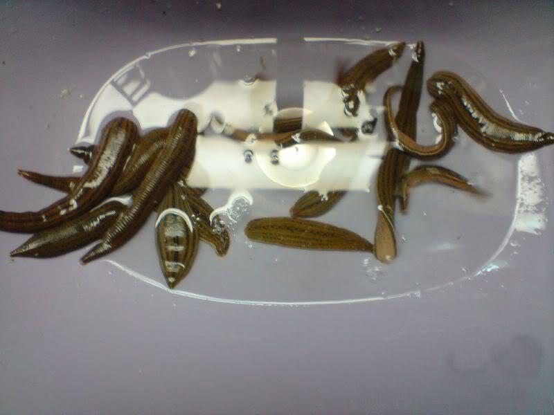 千奇百怪的动物眼睛，它们有各种各样的奇怪用途，和人眼相差甚远