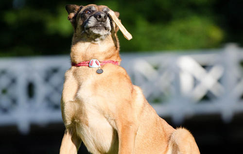 狗狗身上的异味怎样去除,家里养狗狗怎么去除异味呢