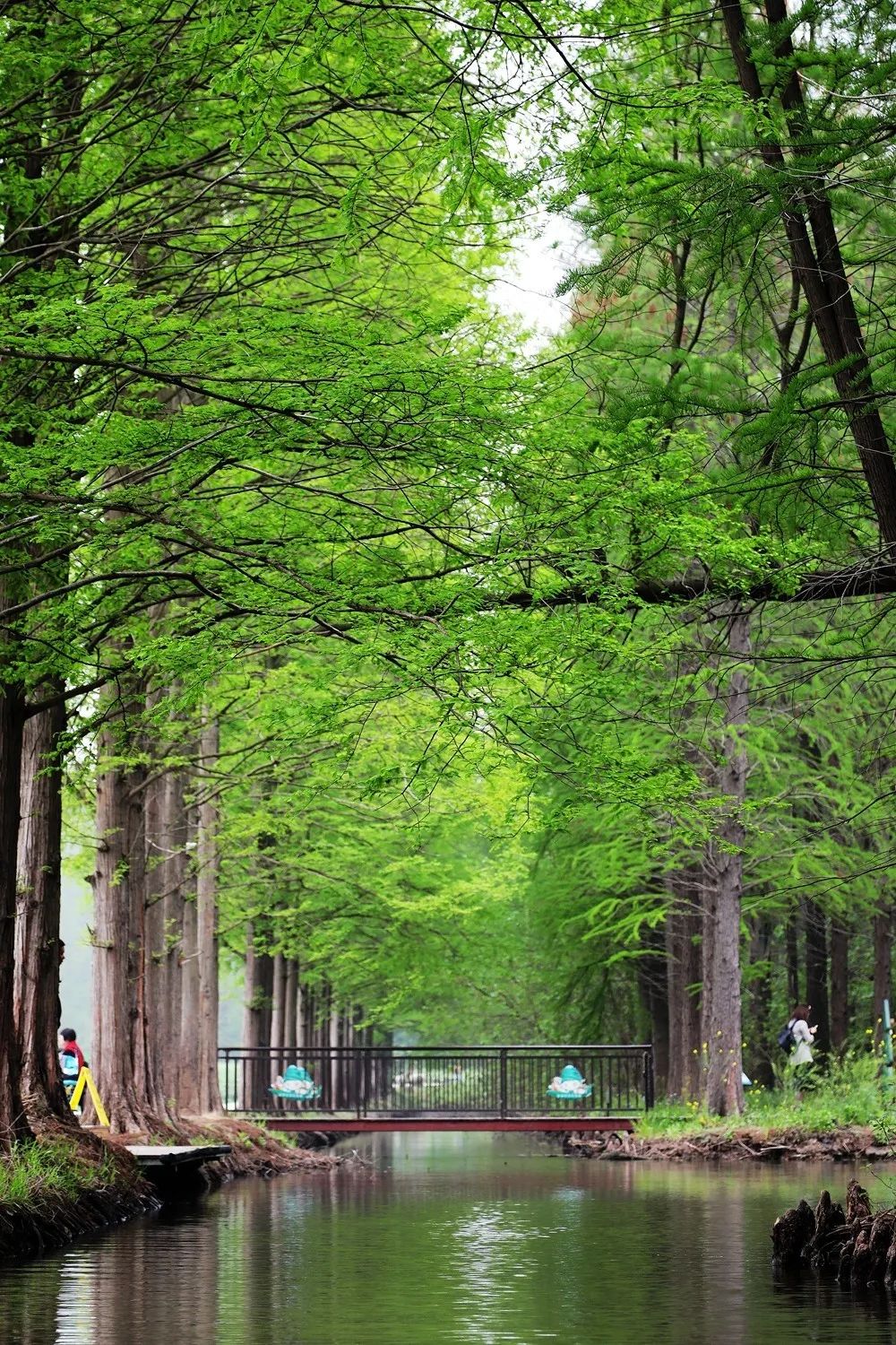 森氧之地,秋游必选!金湖万亩水上森林,真的别有趣味