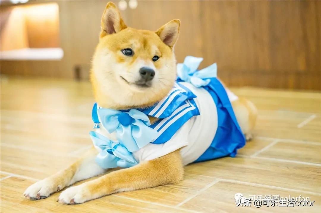 撸柴宠物乐园,广州番禺撸狗圣地