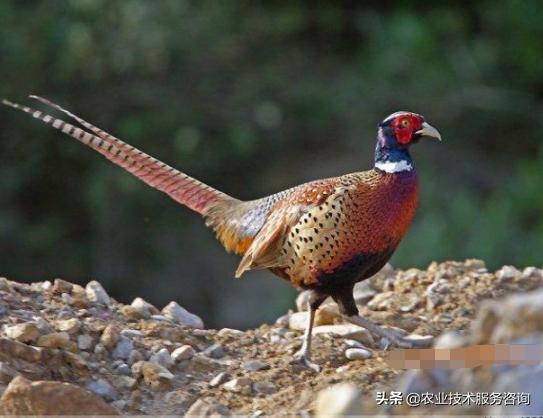 野鸡育雏技术,野鸡疫苗