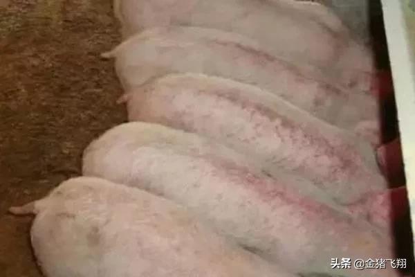 猪喘气厉害身上有出血点,猪身上毛孔有出血点可能是什么病
