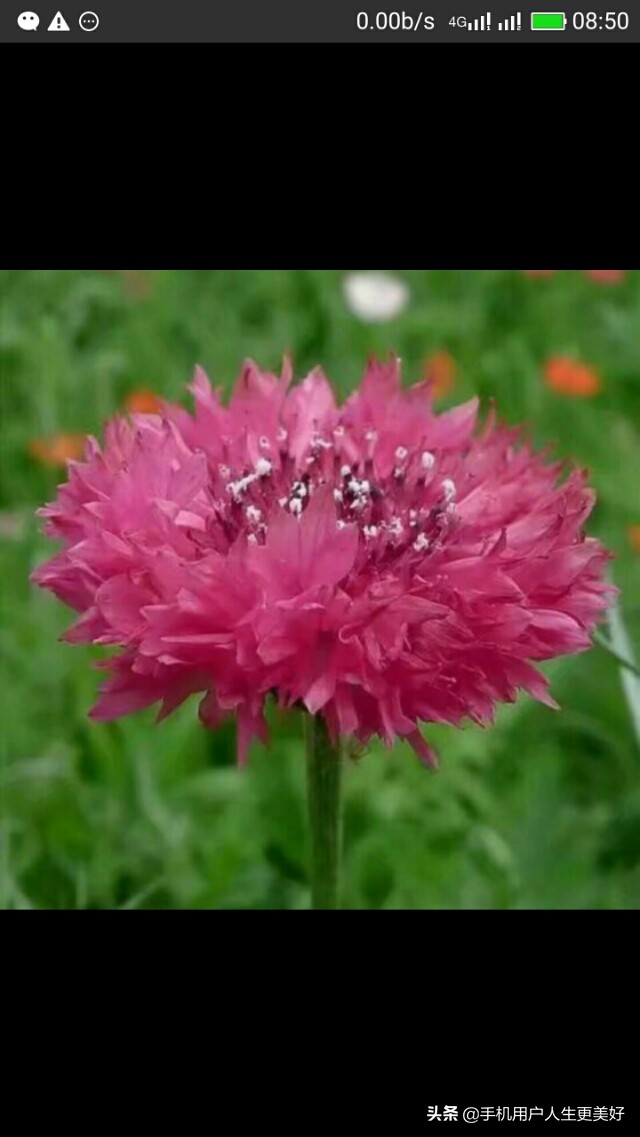 婚姻，到底是原装的好？还是组装的好？