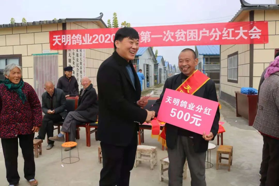 金银花喂鸽子的方法,喂鸽子喝水是怎么回事