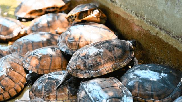 奶奶做豆沙糕视频,奶奶做巧克力奶茶