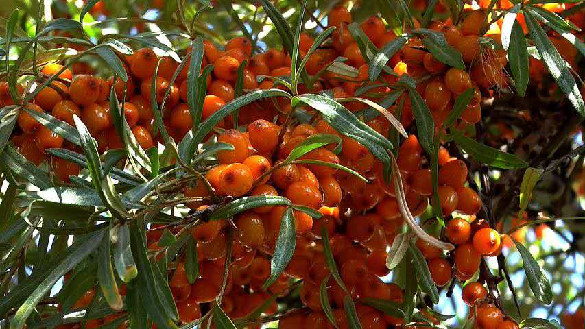 沙棘排毒效果副作用,沙棘袋排毒祛湿