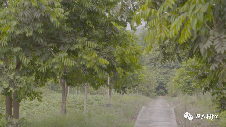 重庆江津石蟆青果,江津石蟆青果