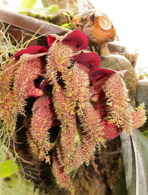 世界上最奇怪的10种花,世界上最臭的东西前10名