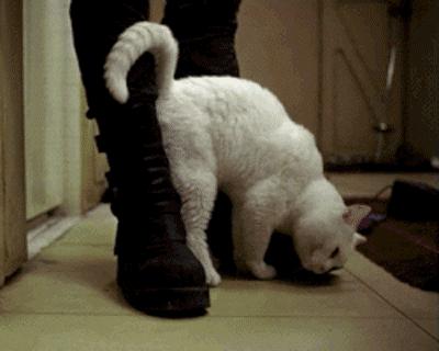 辟谣猫咪的六个谣言,辟谣猫咪并非黑夜都能看得清