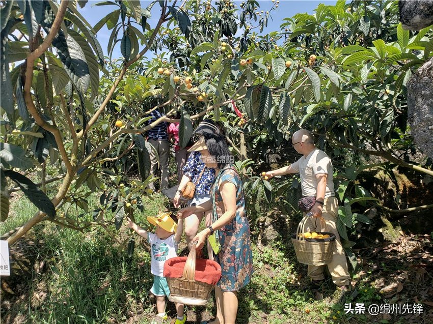 哪个地区的大五星枇杷口感最好,枇杷上市时哪里枇杷更好吃