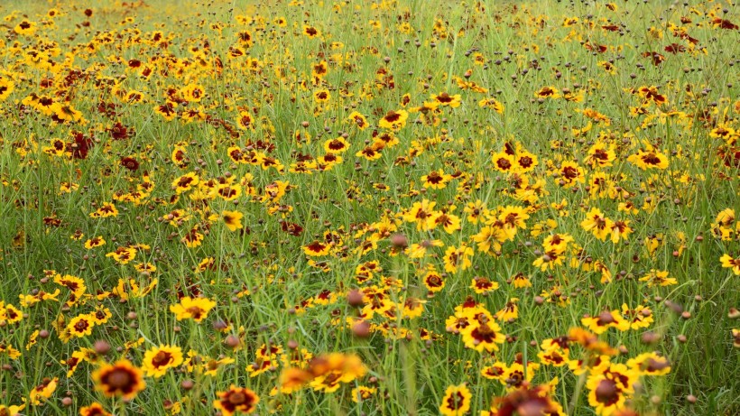 用心理学解锁创业困境,创业心理学的五种心理效应