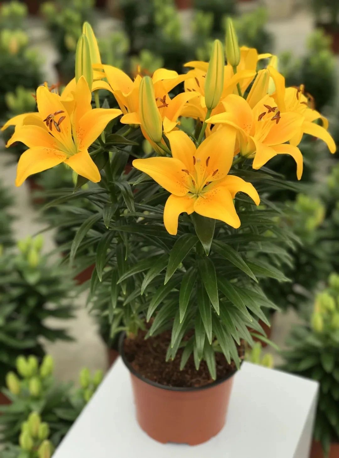 百合开败了怎么可以继续开花,盆栽百合开败了多久才能再发芽