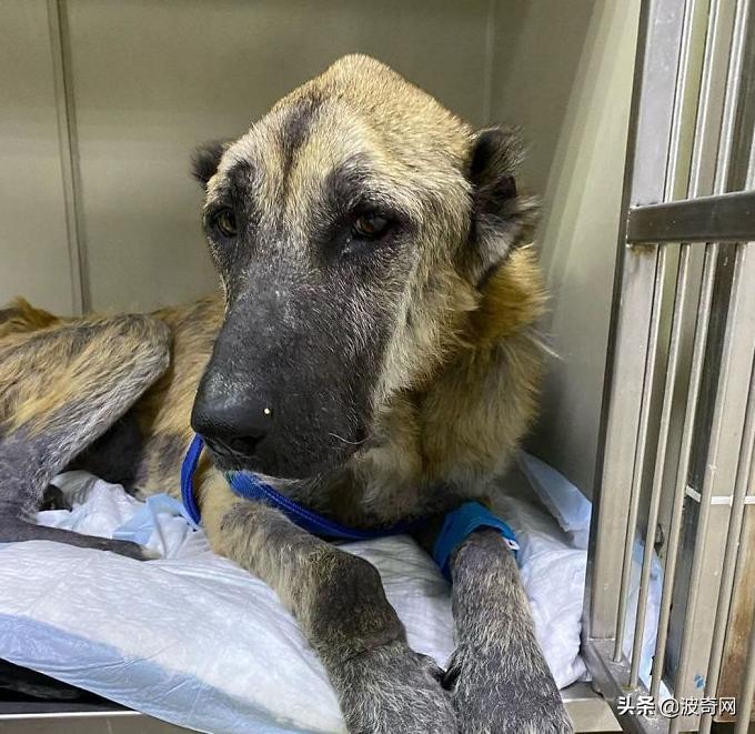 繁殖犬被割去声带,繁殖犬子宫脱落被丢弃