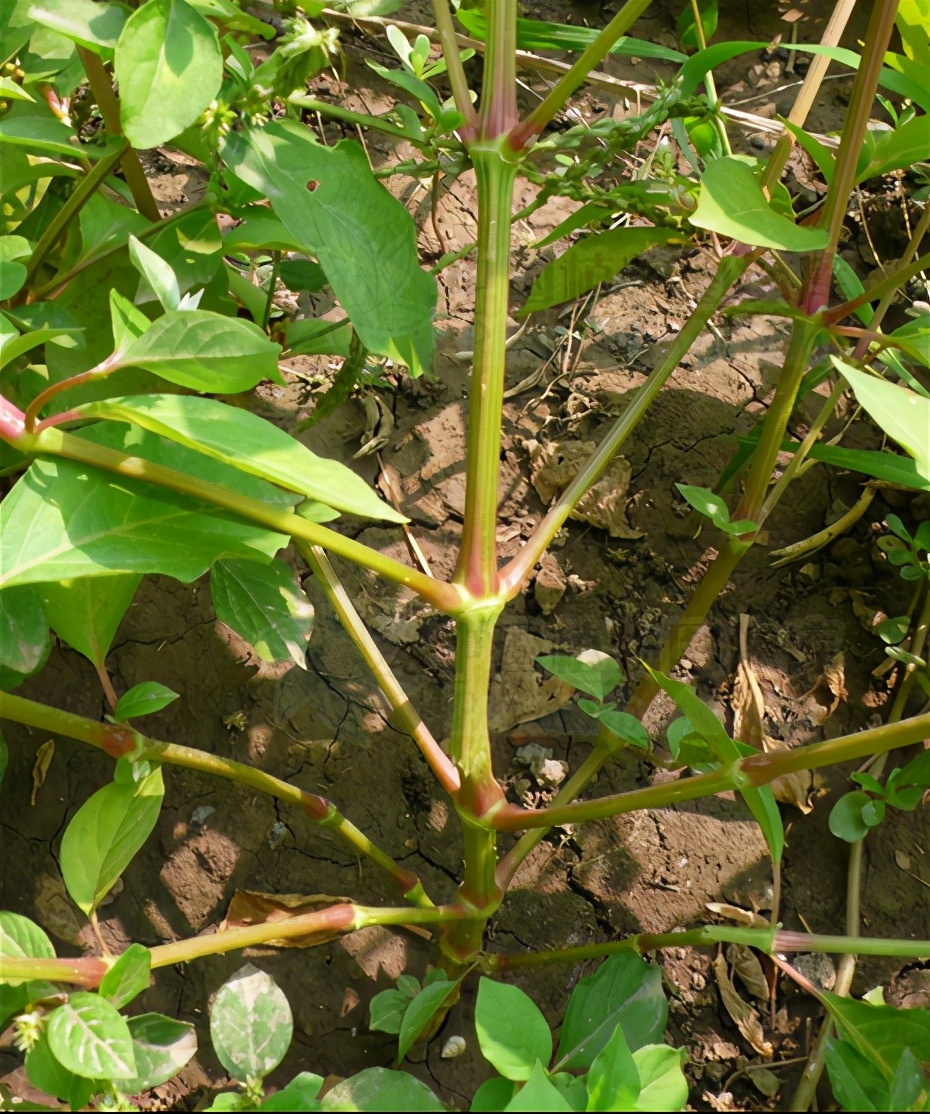神农本草经中的药材图片,神农本草经高清彩图