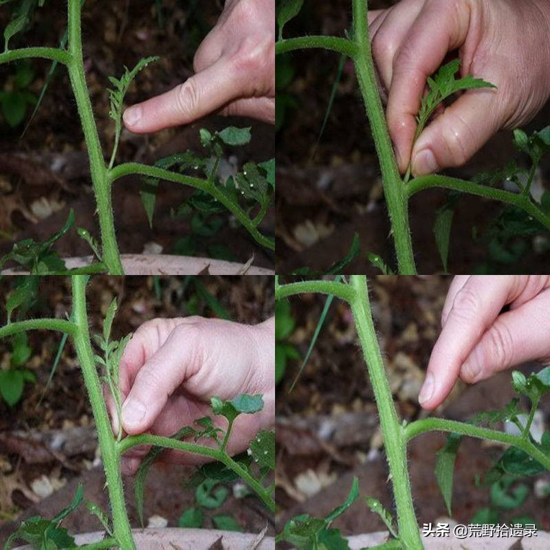 番茄怎么修剪视频教程,番茄结果后怎么修剪叶子