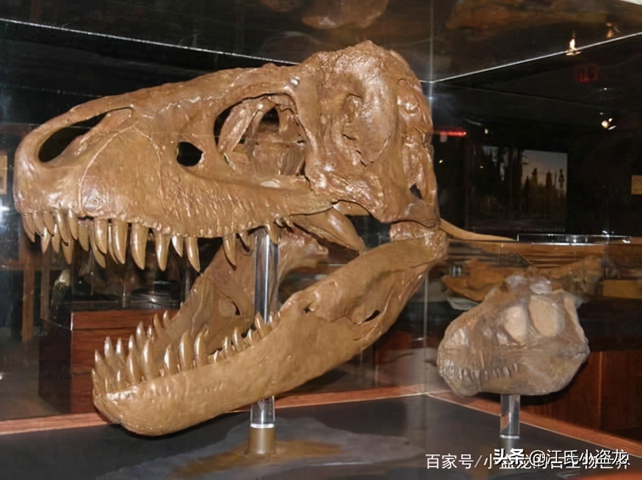 霸王龙和巨齿鲨的咬合力哪个厉害,4个霸王龙的咬合力加起来有多大