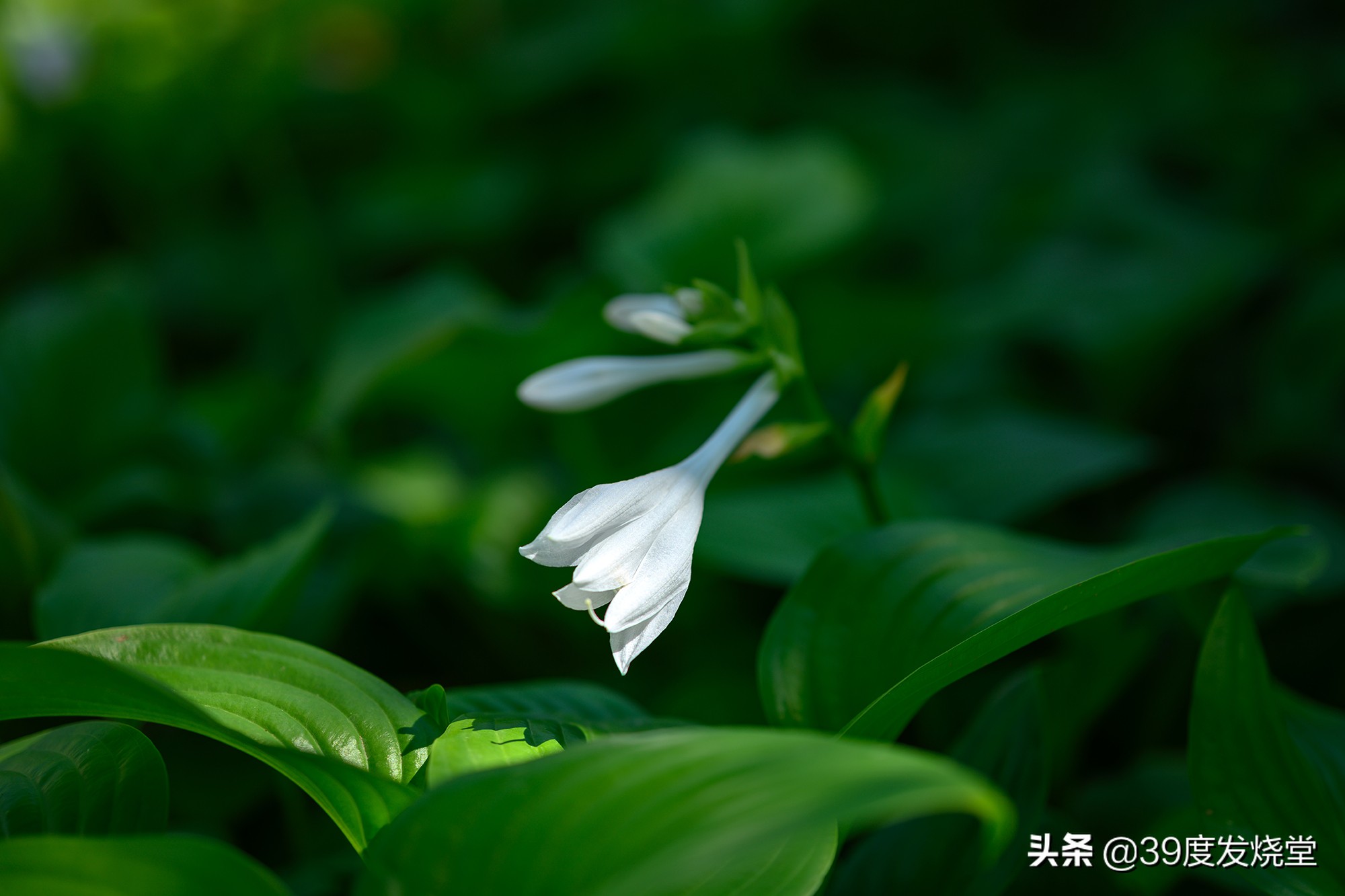 这5000元真值了!尼康Z85mmf/1.8轻量化人像镜头评测