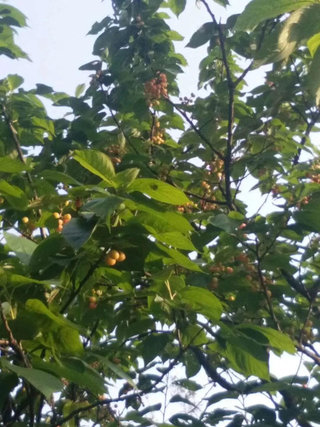 最真实的驾考感言,满满的回忆感言