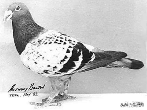 克拉克经典名鸽,克拉克顶级种鸽特点