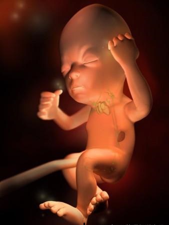 胎儿发育全过程标本,是否能看到胎儿的发育过程