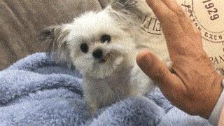 小狗老是跳起来双腿推主人,小狗跳起来咬大狗脚