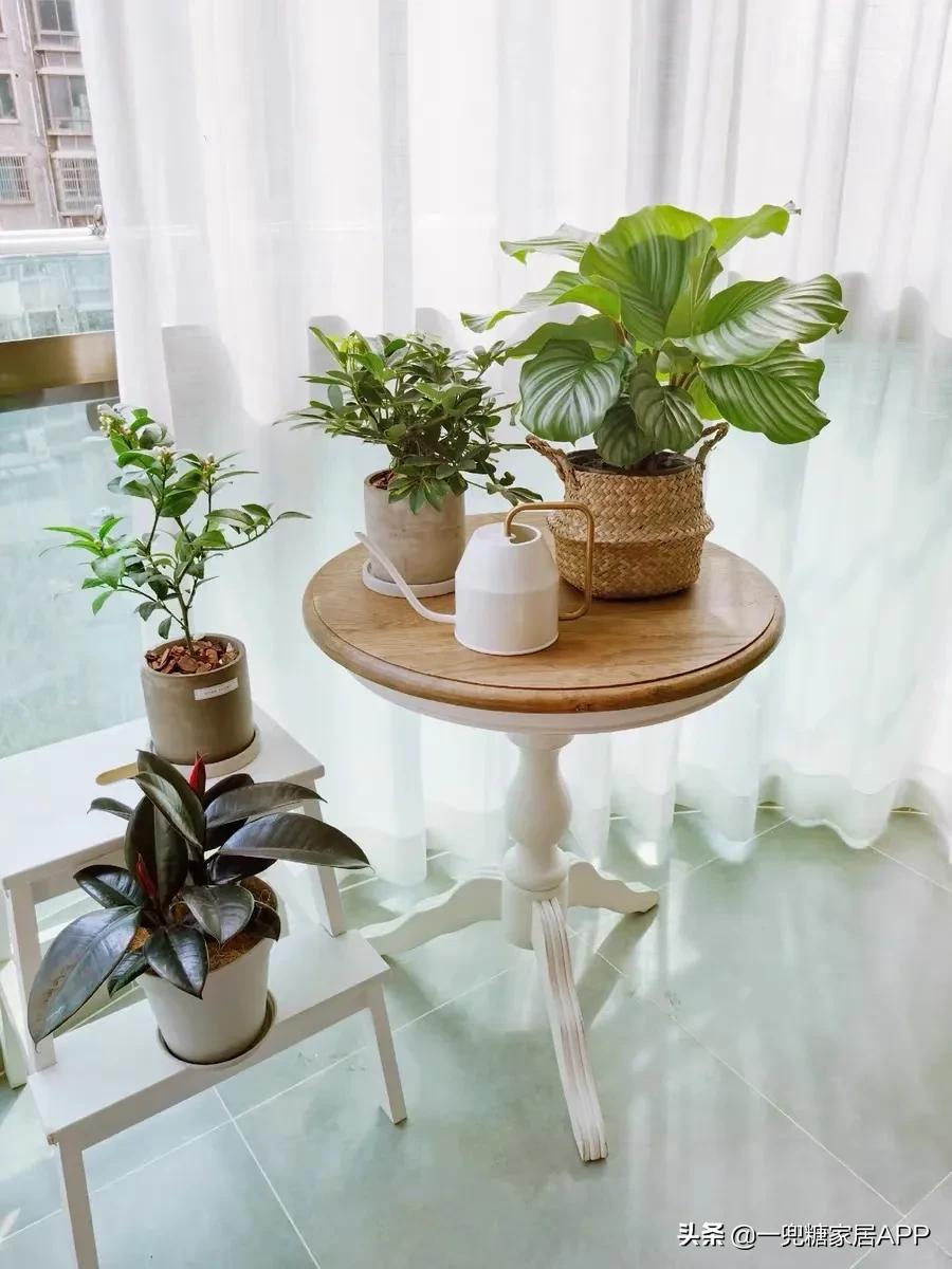 手残党绿植大全,给大家推荐几款超好养的绿植