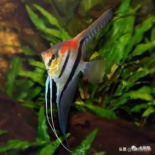 埃及观赏鱼的饲养要点,埃及神仙鱼的饲养技巧和方法