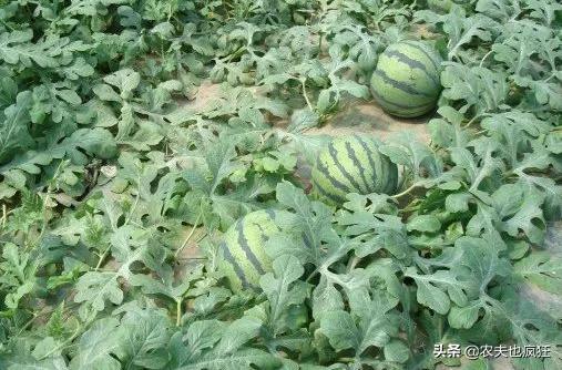 西瓜坐果后怎么样可增加西瓜甜度,为什么现在西瓜不沙了