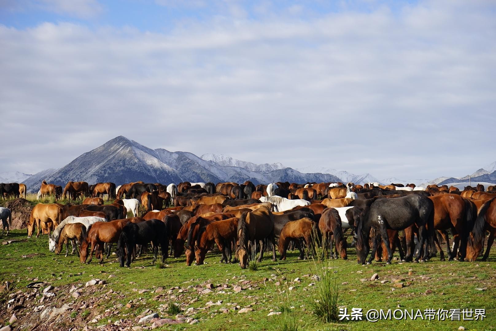神奇张掖：这里除了超美的丹霞地貌，还有世界第一的军马场