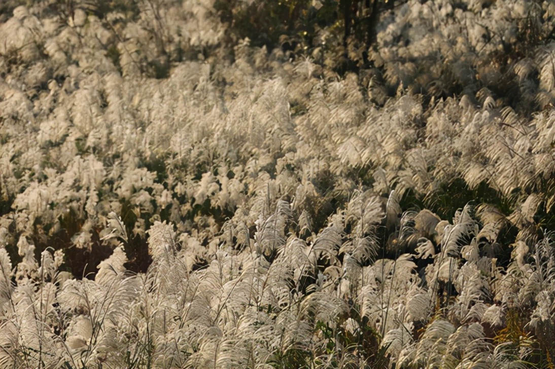 杭州的秋天随处可见都是美景,杭州西溪湿地美成调色盘