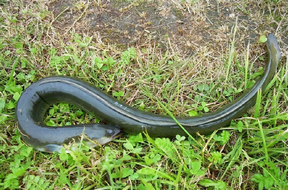 鳗鱼禁捕,鳗鱼繁殖之谜至今无法破解