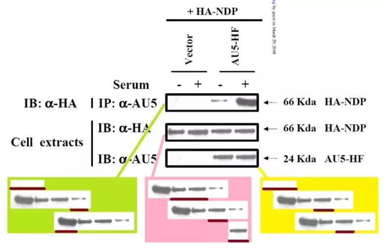 论文图片作假,论文撤稿是真的假的