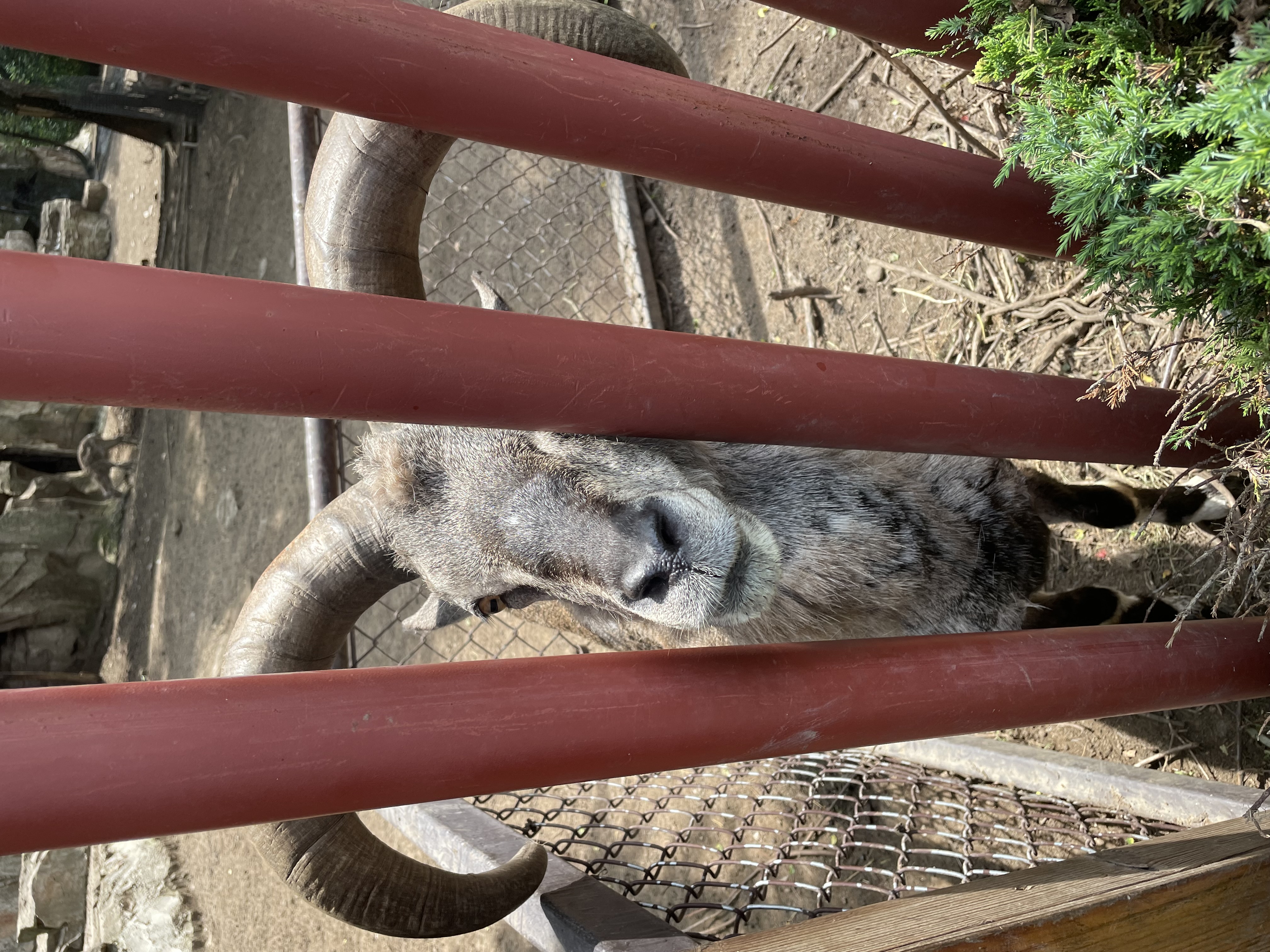 沈阳森林动物园春游,五一小长假去沈阳森林动物园游玩