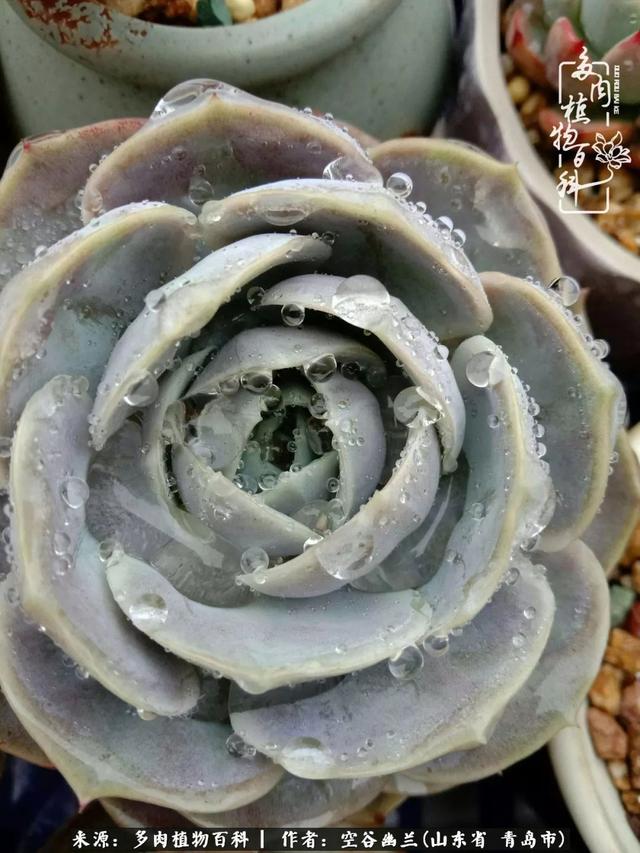 多肉最美的时光,多肉惊艳我的时光