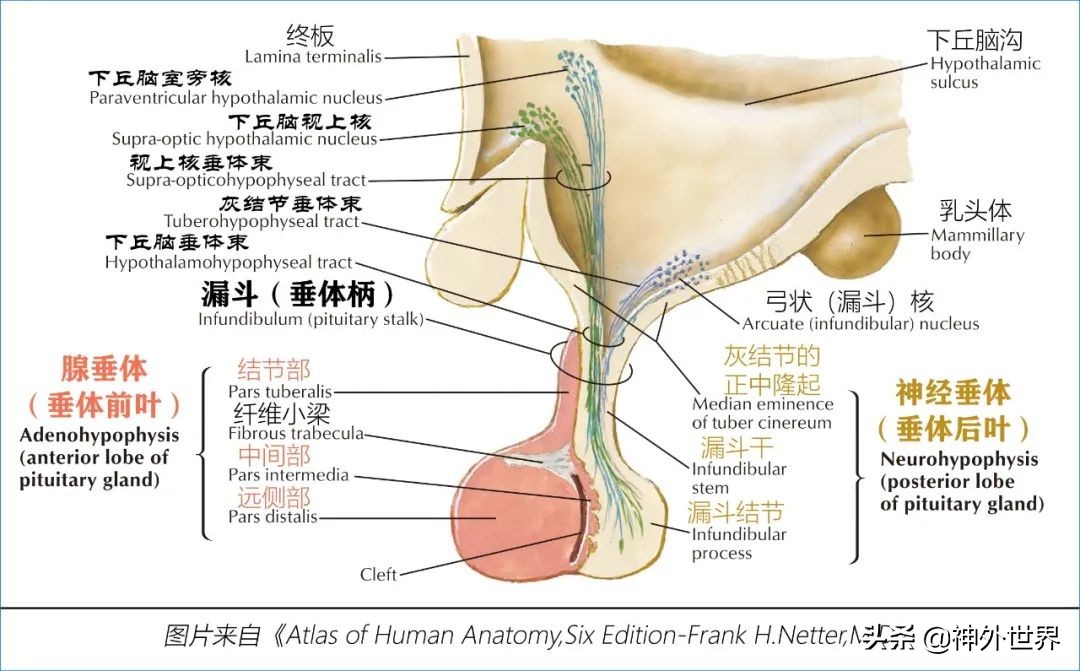 鞍区核磁解剖图,鞍区解剖与手术