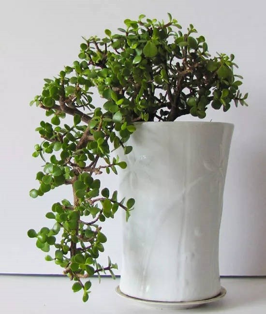 金枝玉叶如何养成形,金枝玉叶怎么让它变色