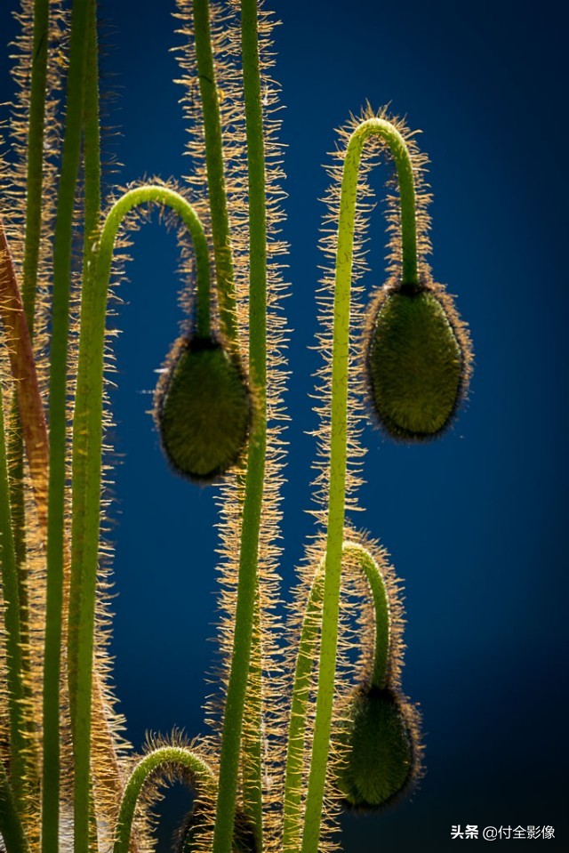 北京国际鲜花港有限公司,北京国际鲜花港一日游