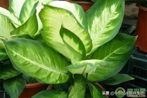 广东万年青开花后怎么养殖,万年青为什么种了15天会发黄