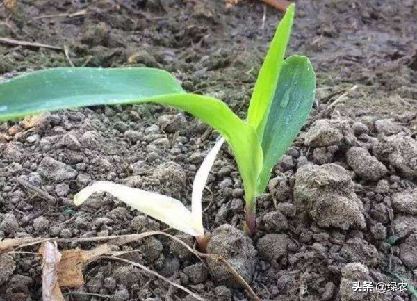 玉米红苗紫苗打什么药,玉米红苗紫苗怎么解决