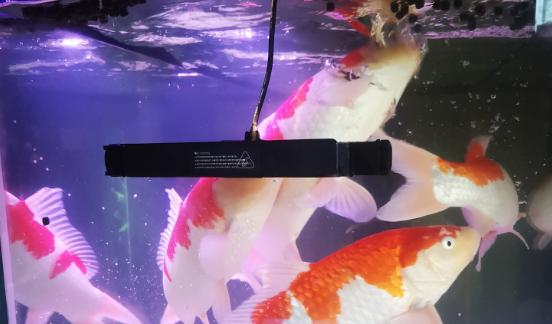 养观赏鱼的方法和技巧大全,新手怎么养观赏鱼的基本方法图解