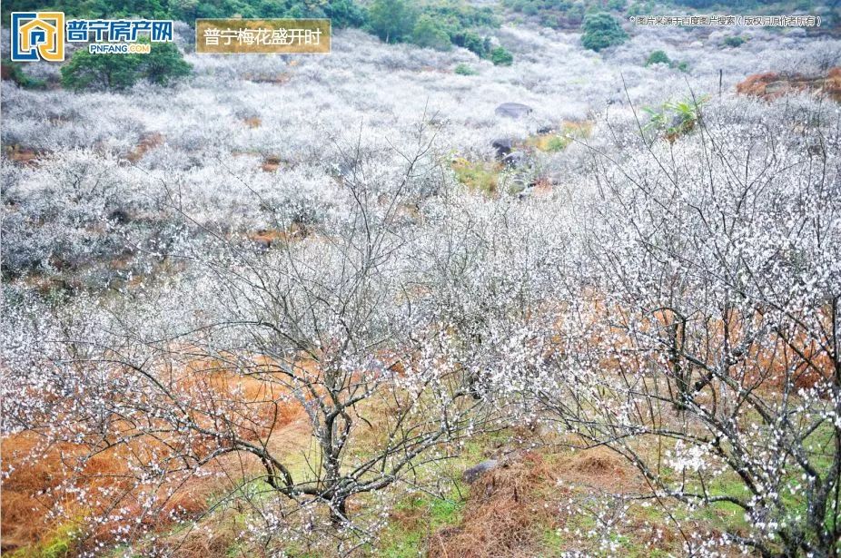 普宁是属于潮汕还是揭阳,普宁是不是有一线城市的样子