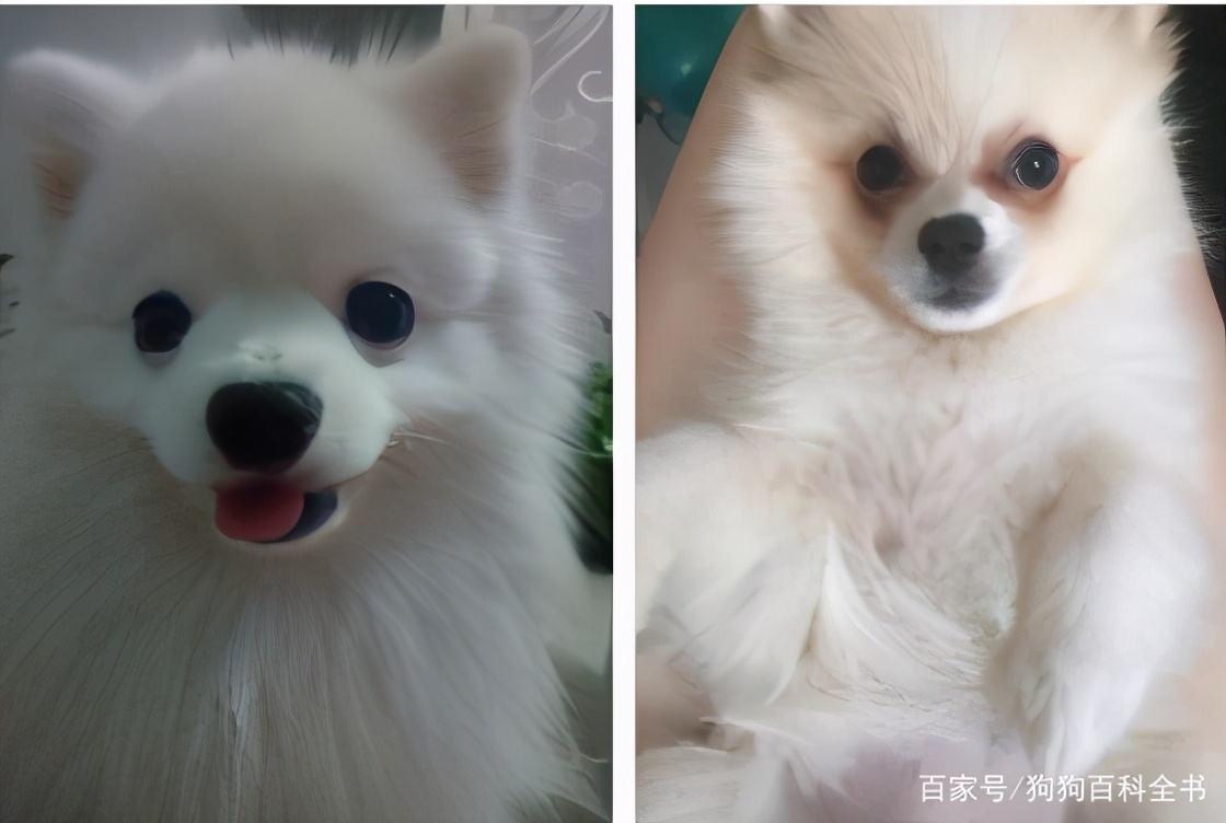 小体博美去除泪痕,有什么办法能去掉博美的泪痕