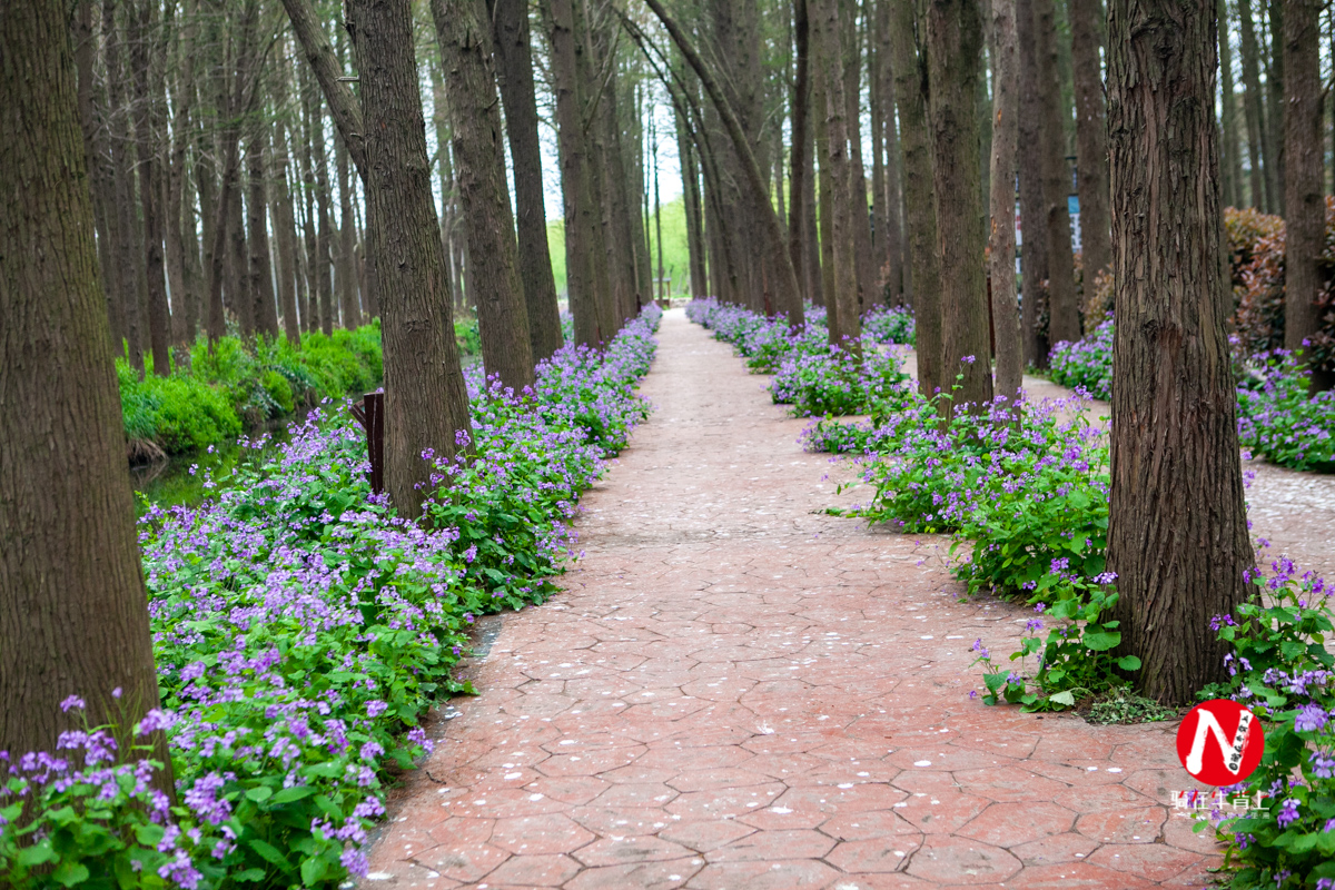兴化三日游自驾游路线,去兴化看油菜花海攻略