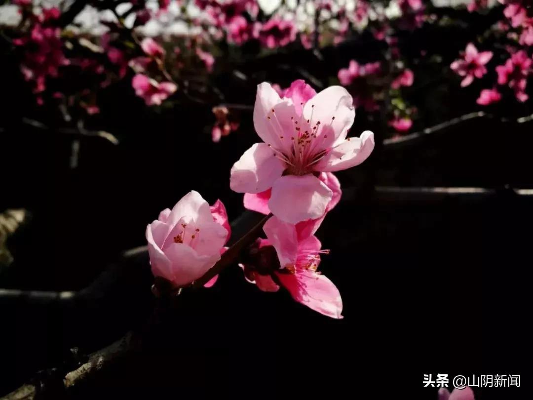 春天里最美的遇见歌曲,春天最美的文案就是油菜花