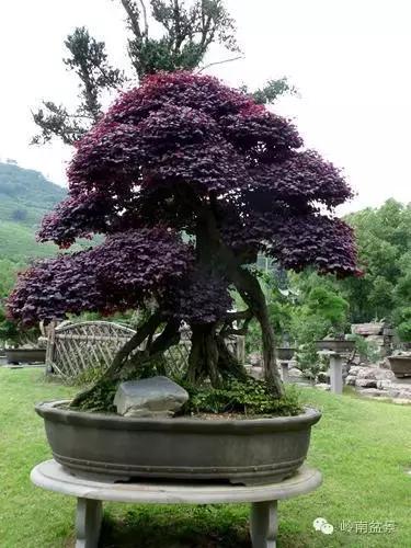 檵木小老桩盆景,檵木盆景图片大全